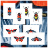 Bugs & Butterflies: Series 1 / Boxed Set of 8 Note Cards, 2 each of 4 designs