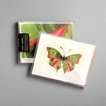 Butterfly: Compassion, Boxed Blank Note Cards