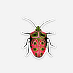 New! Set of 5 Individual Beetle Stickers