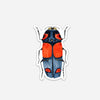 New! Set of 5 Individual Beetle Stickers