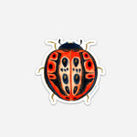 New! Set of 5 Individual Beetle Stickers