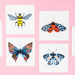 Misha Zadeh Entomology butterflies and bugs series on pink